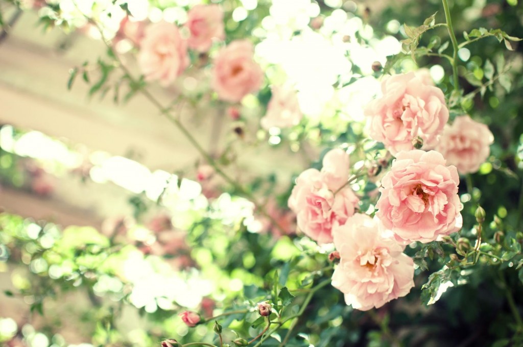 バラ（薔薇）写真の撮り方|庭で見つける1輪 - かめらぶ